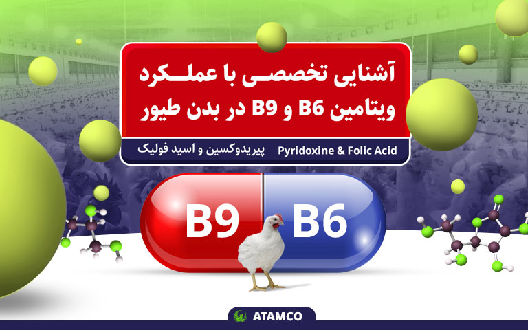 آشنایی تخصصی با عملکرد ویتامین B6 و B9